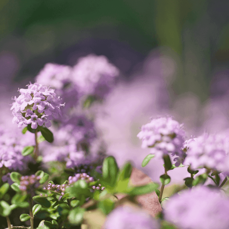 Drought-tolerant