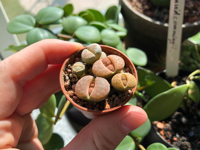 Lithops – The Plant That Grows in Barely Any Soil