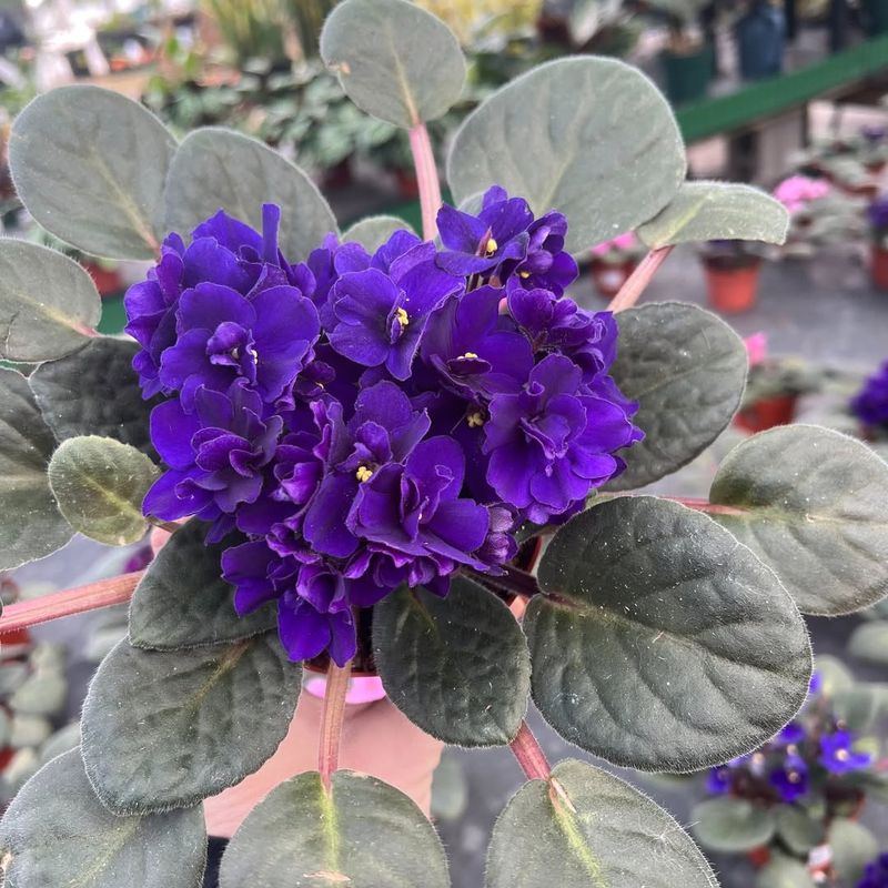 African Violet