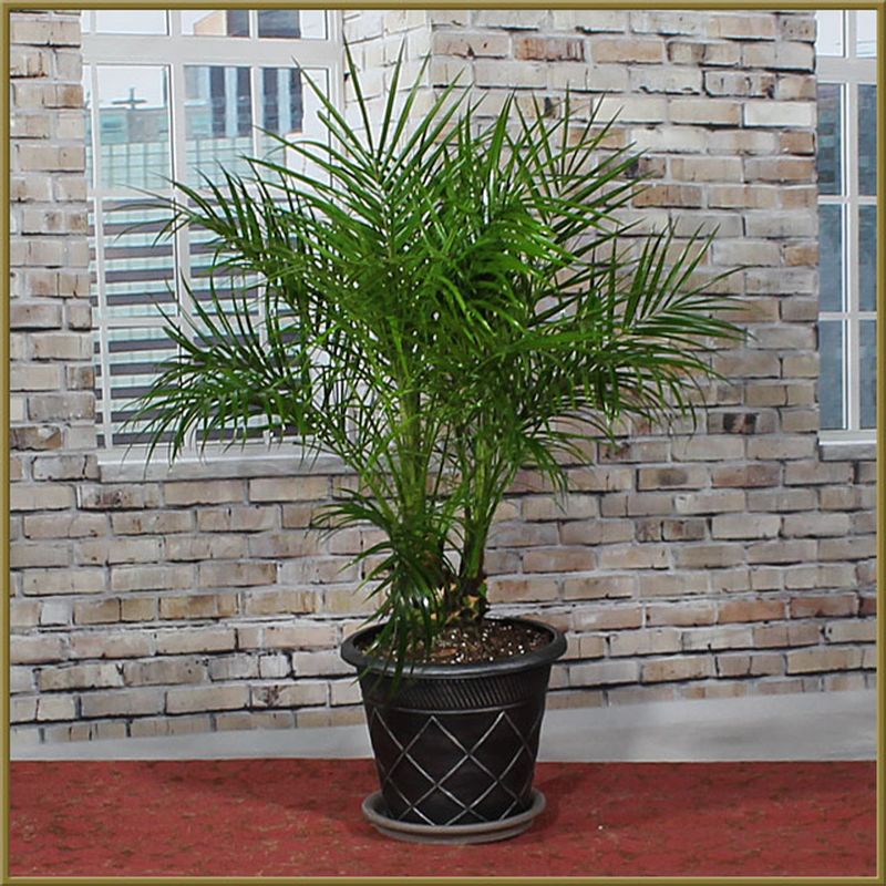 Parlor Palm