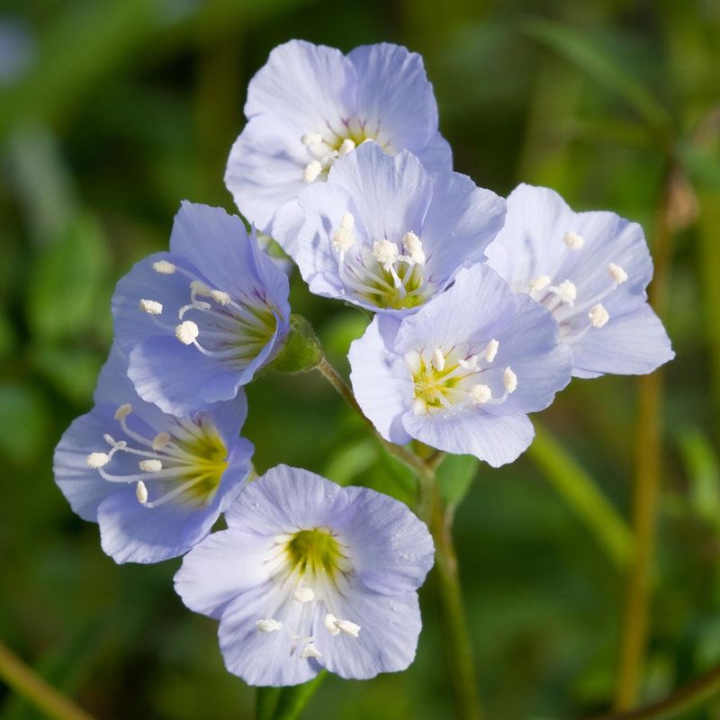 Jacob’s Ladder