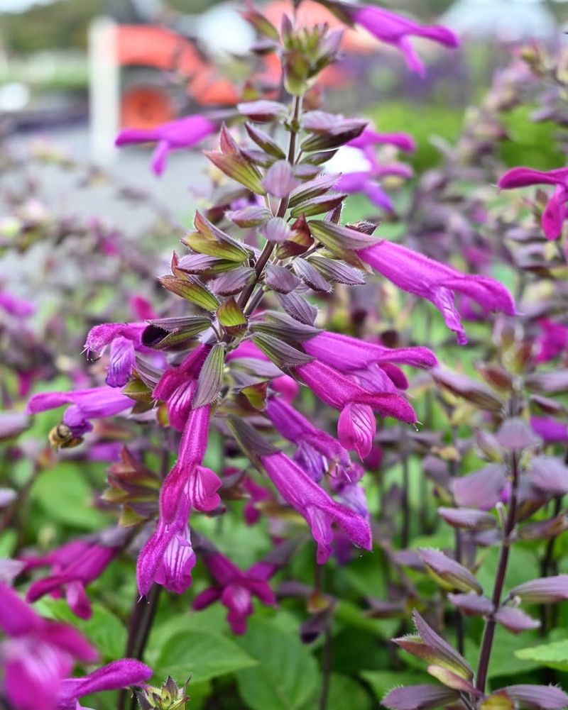 Salvia