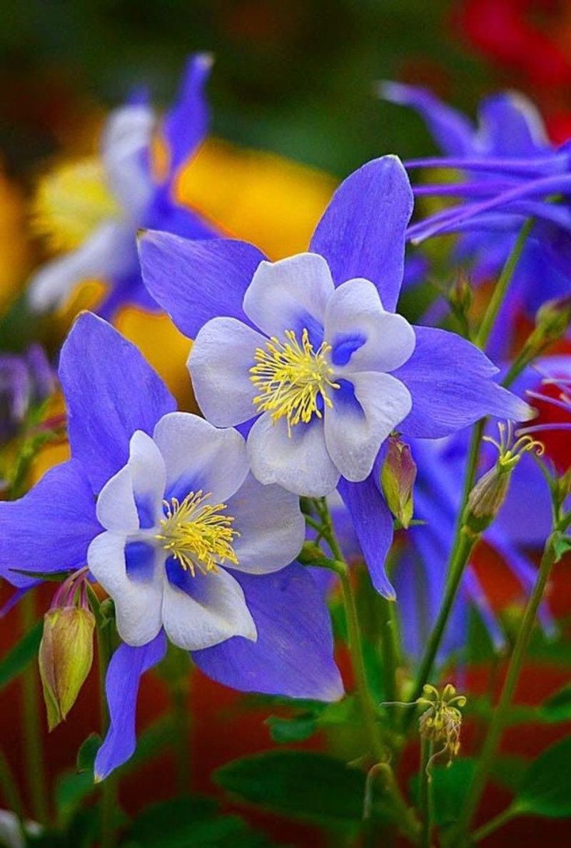 Columbine