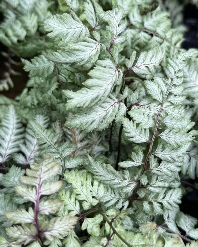 Japanese Painted Fern (Athyrium niponicum)