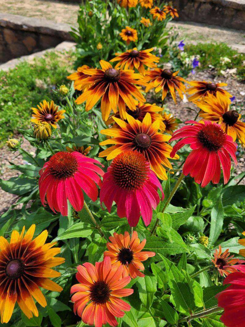 Coneflowers (Rudbeckia)