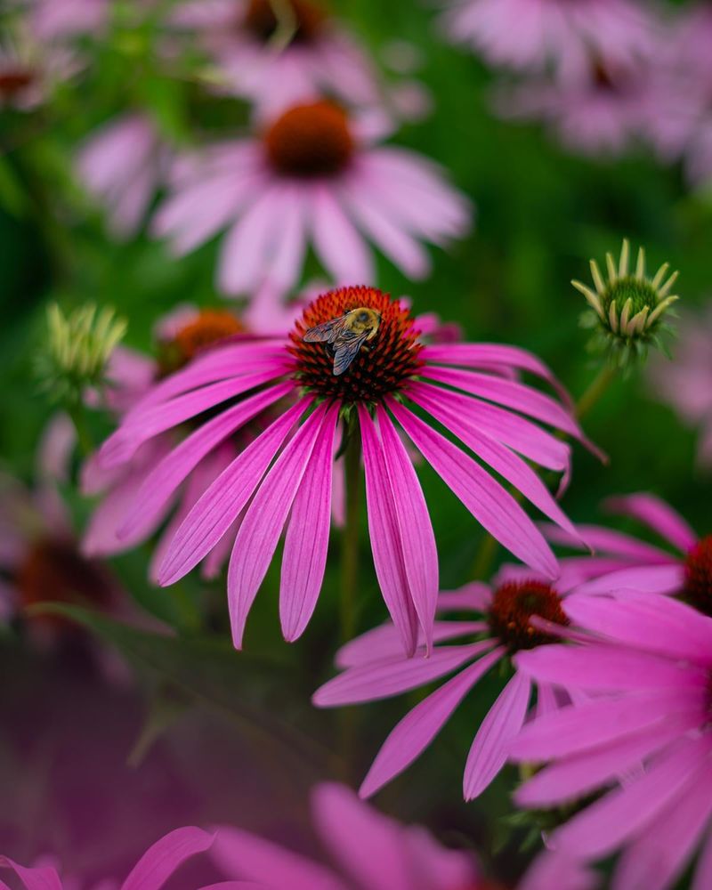 Purple Coneflower (Echinacea purpurea)