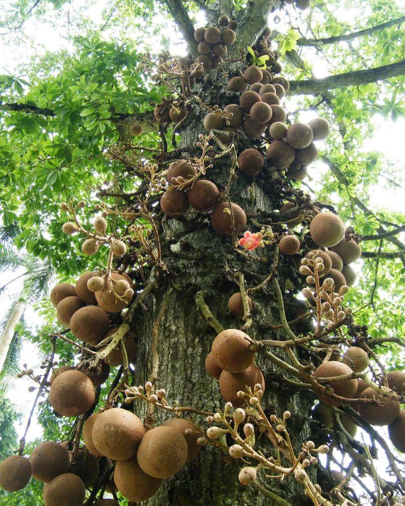 Brazil Nut (Bertholletia Excelsa)