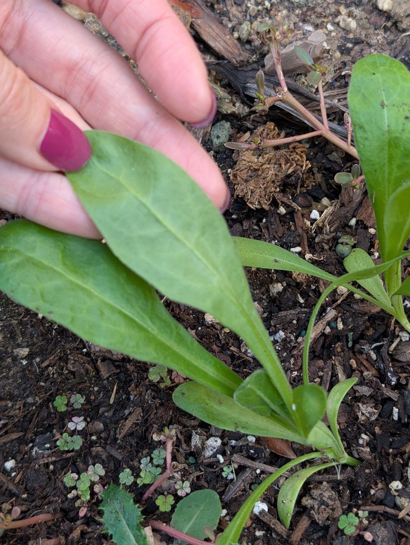 Lamb's Lettuce