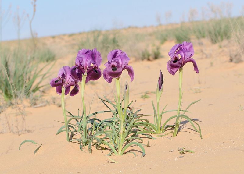 Israel For Negev Desert Blooms