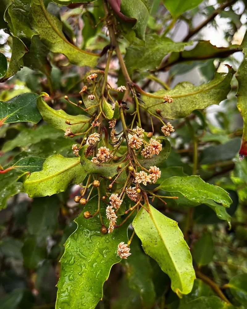 Amborella (Amborella Trichopoda)