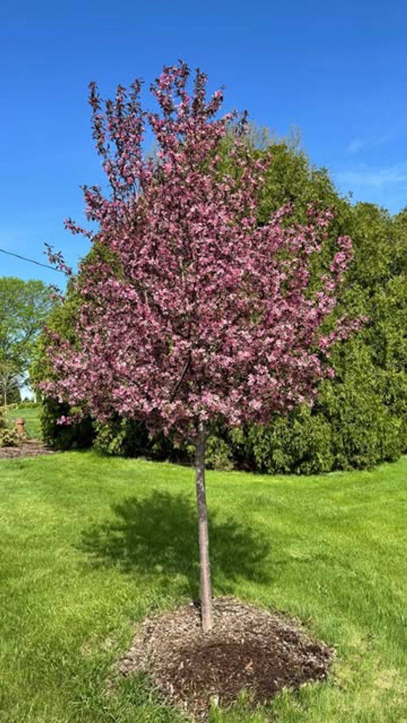 Crabapple (Malus ‘Royal Raindrops’)