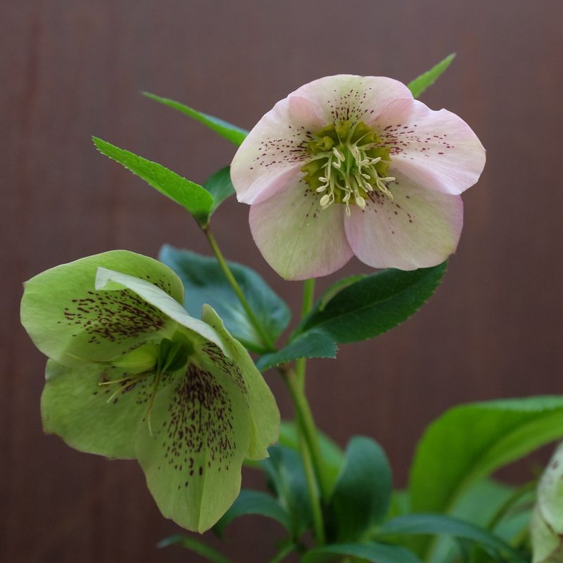 Hellebores