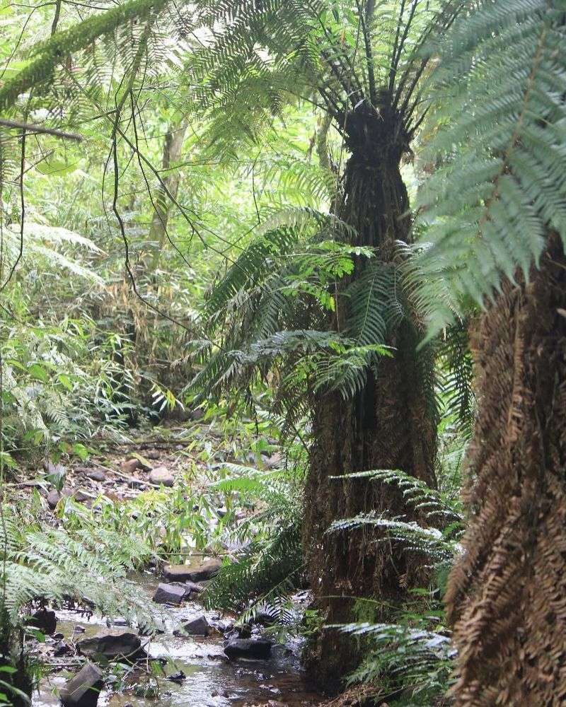 Dicksonia (Dicksoniaceae)