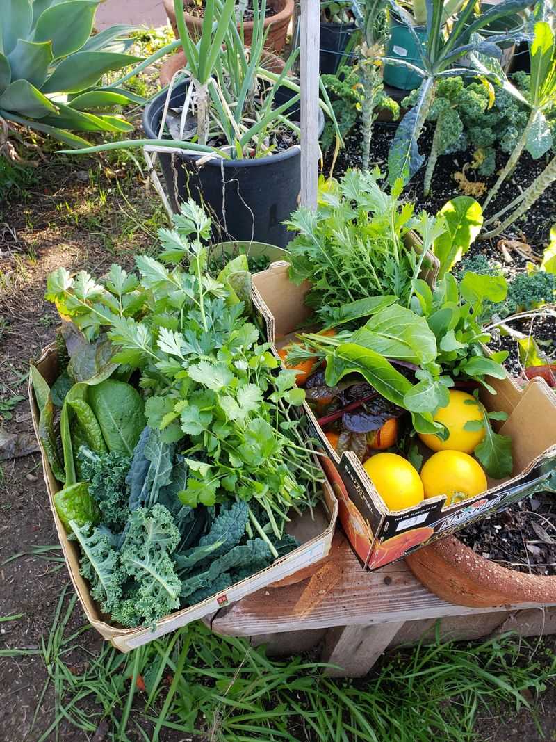 Harvest Flowers and Veggies at Their Peak