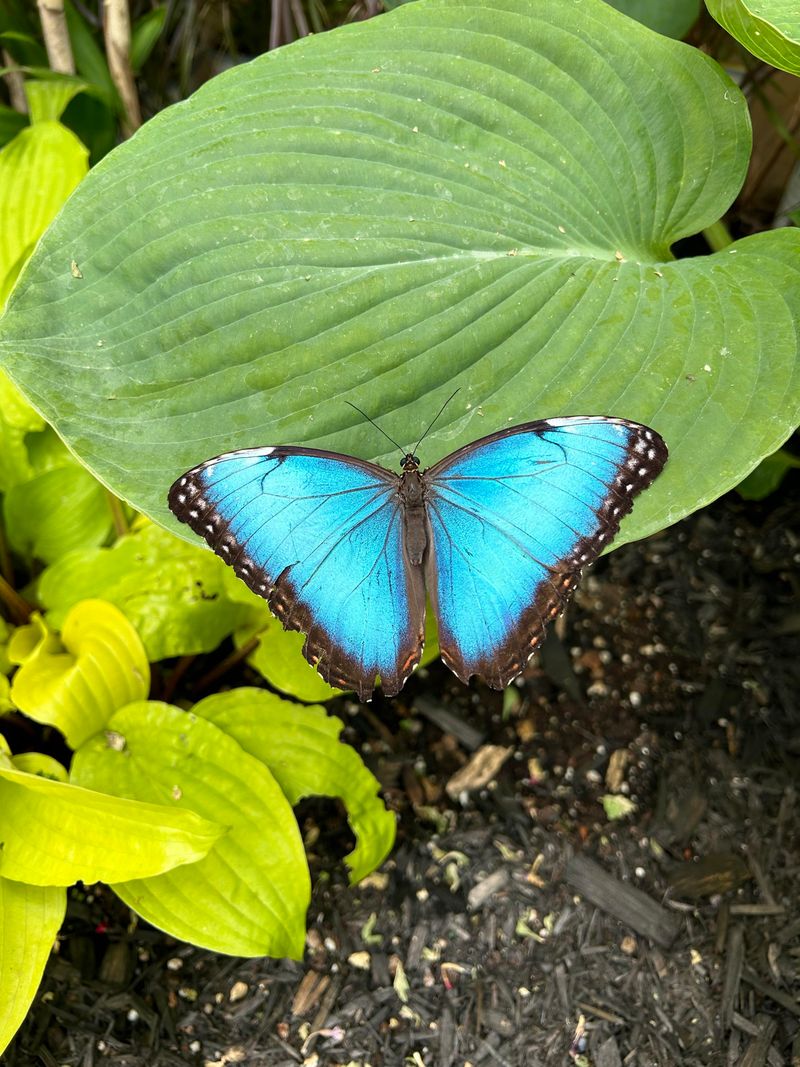 Butterfly Haven