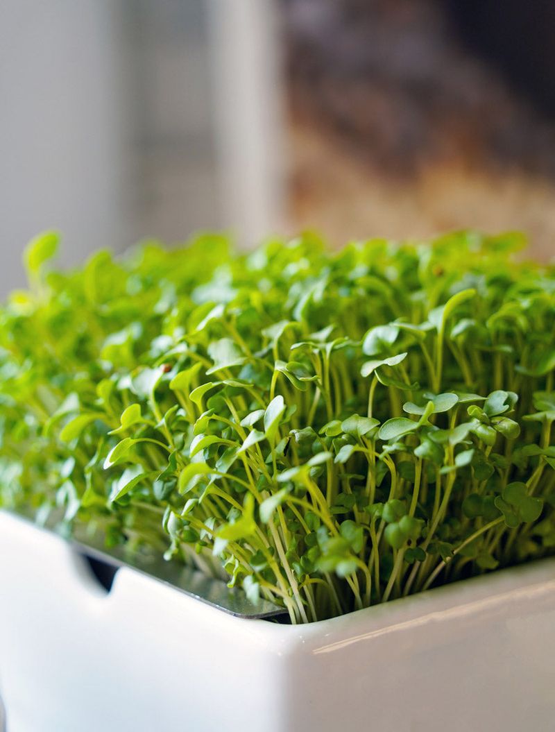 Start a Microgreens Garden