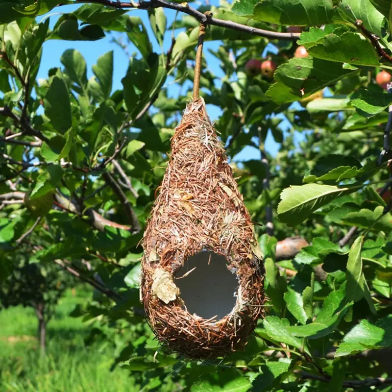 Offer safe, natural nesting materials like moss