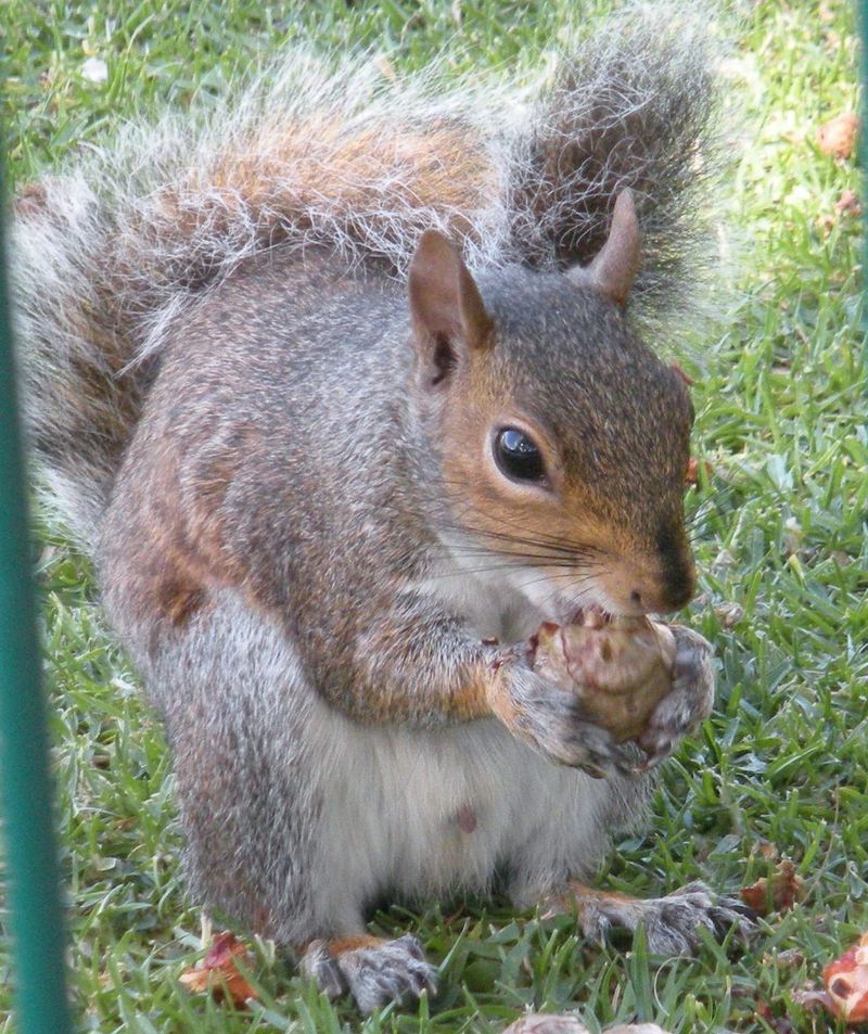 Use peanut butter to deter squirrels