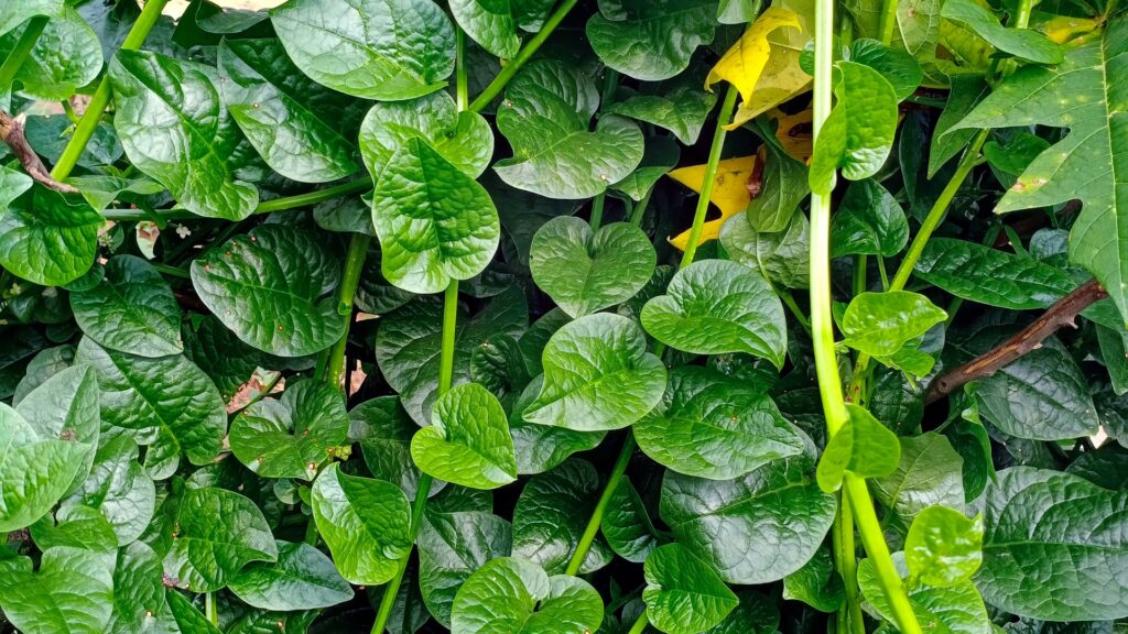 malabar spinach