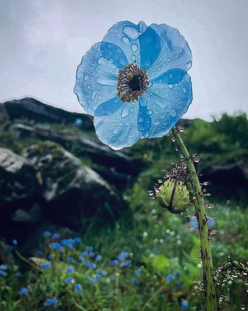 India For Himalayan Valley Flowers