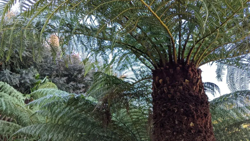 Australia For Ancient Gondwana Cycads