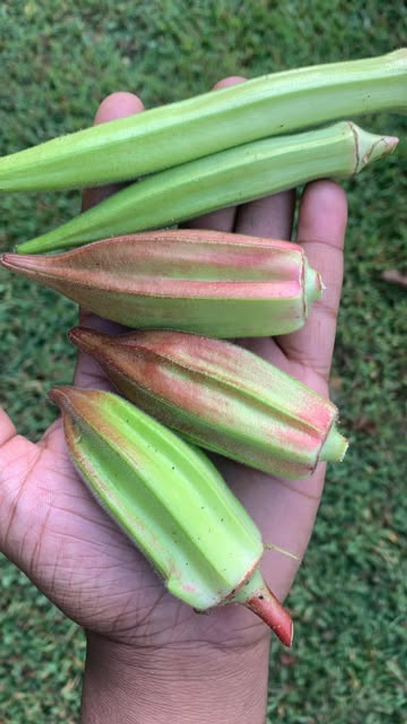 Alabama Red Okra