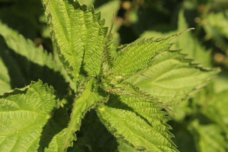 Stinging Nettle