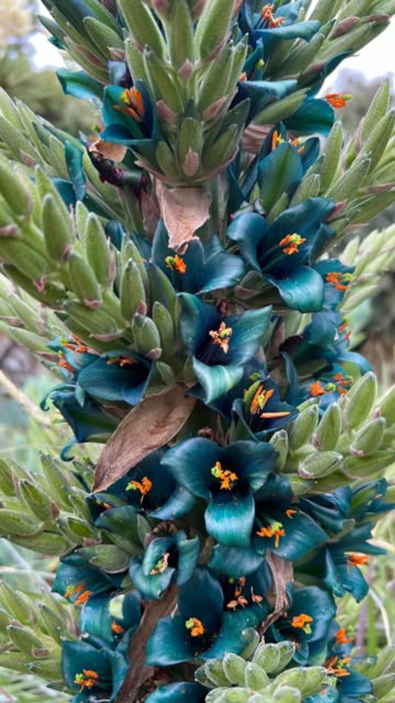 Puya Species