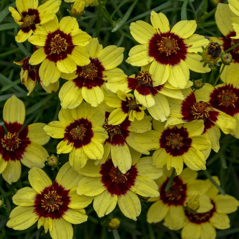 Saffron Coreopsis