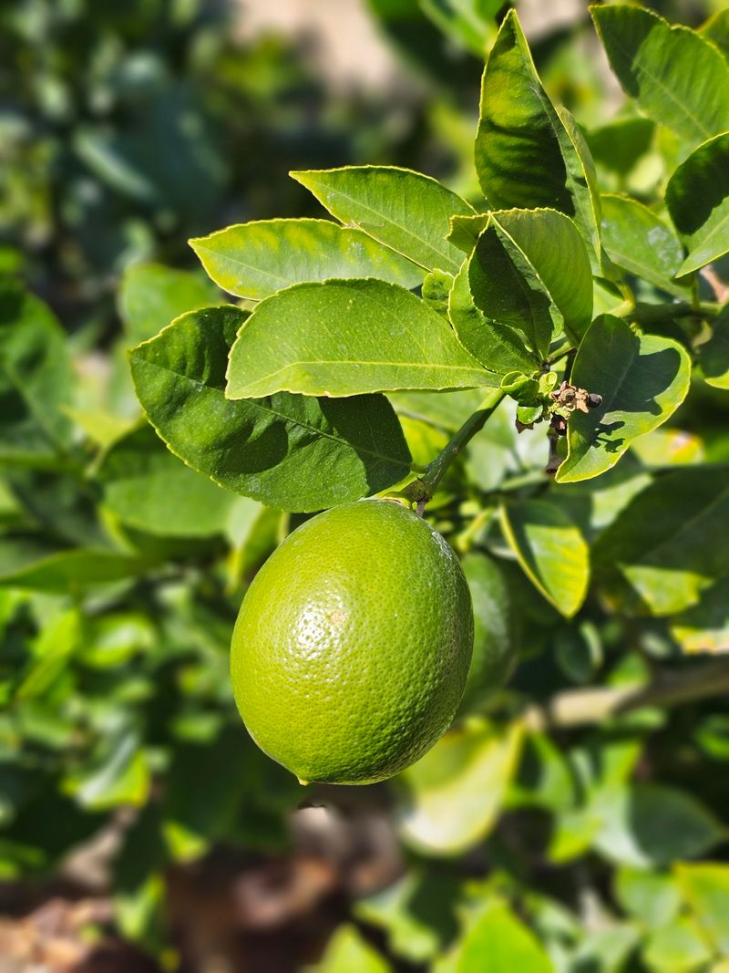 Lime Tree