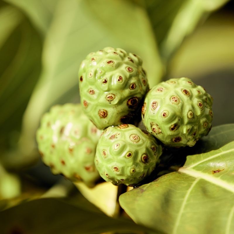 Noni Fruit