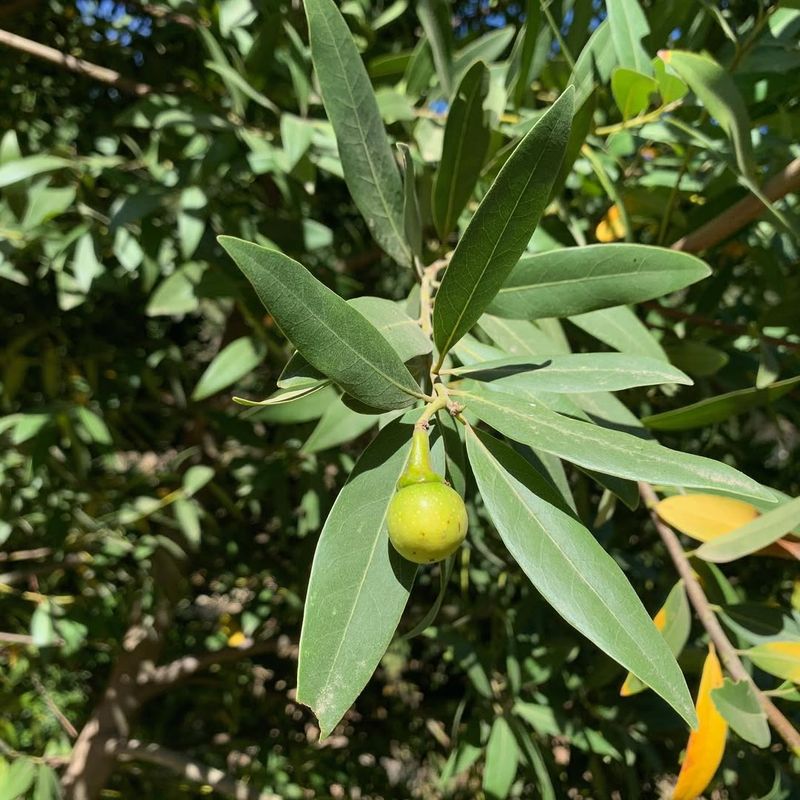 California Bay Laurel