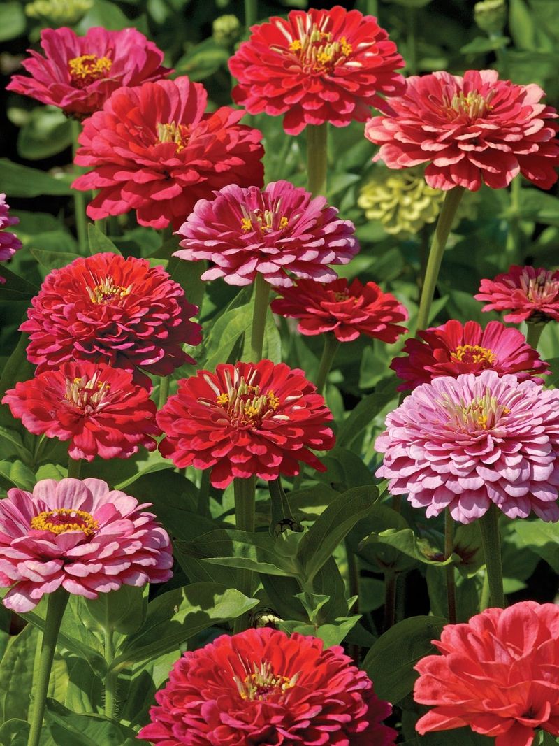 Zinnia