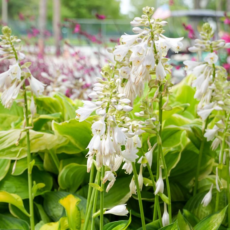 Hosta