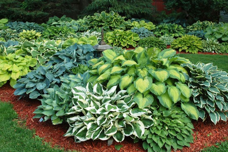 Hostas Miss the Mark