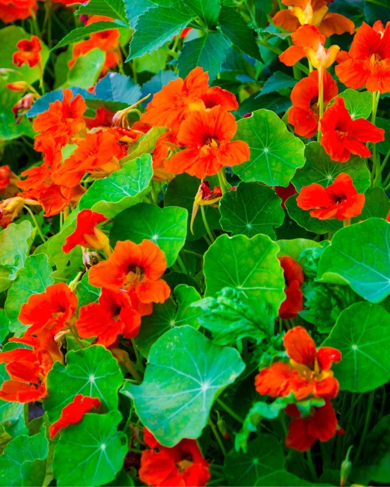 Nasturtiums