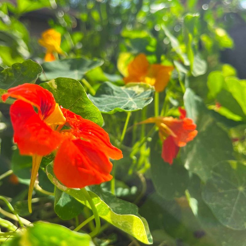 Nasturtiums and Strawberries