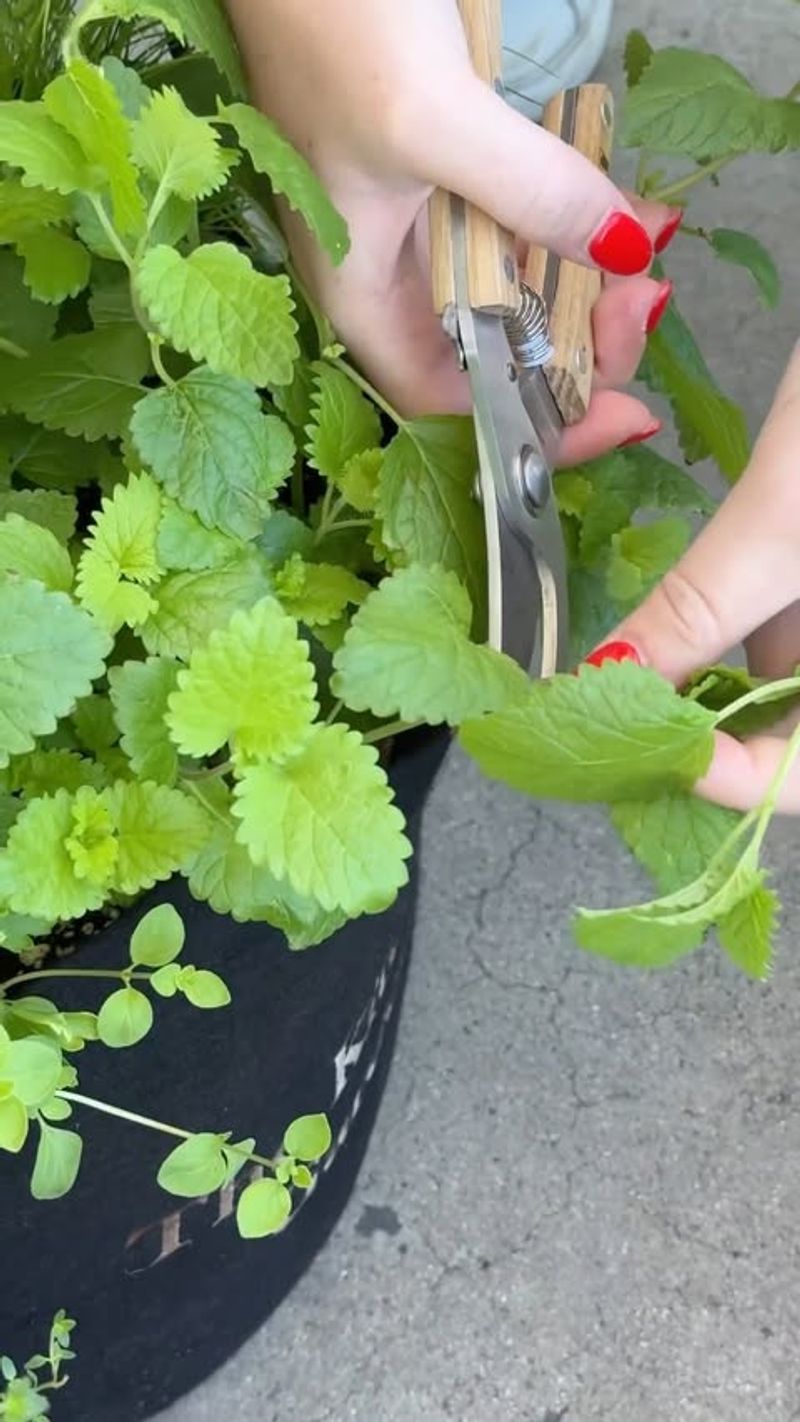 Lemon Balm