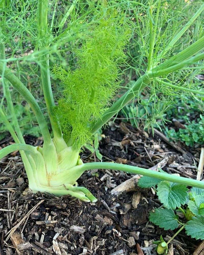 Fennel