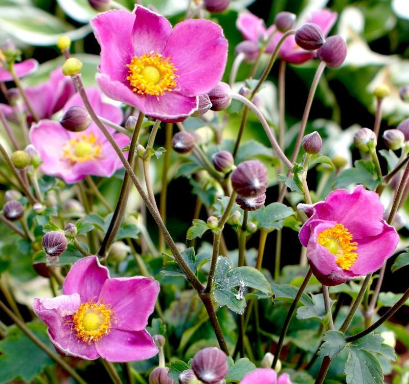 Japanese Anemone