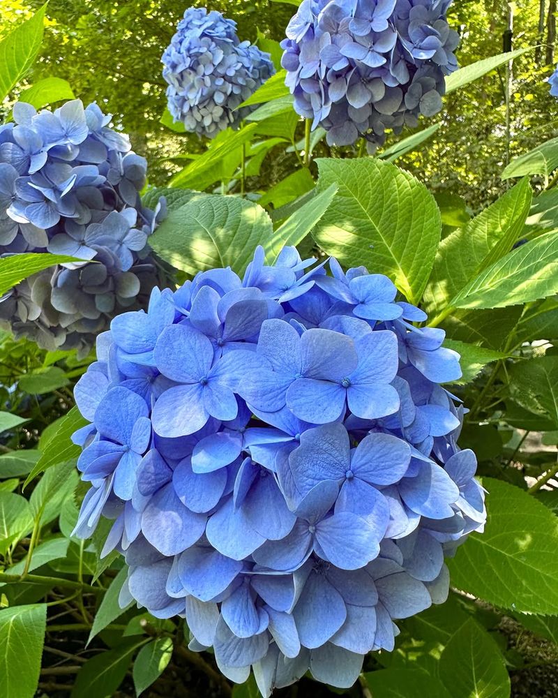 Big Daddy Hydrangea