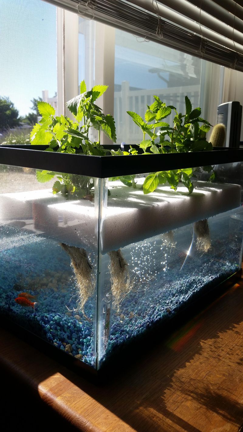 Aquaponic Systems