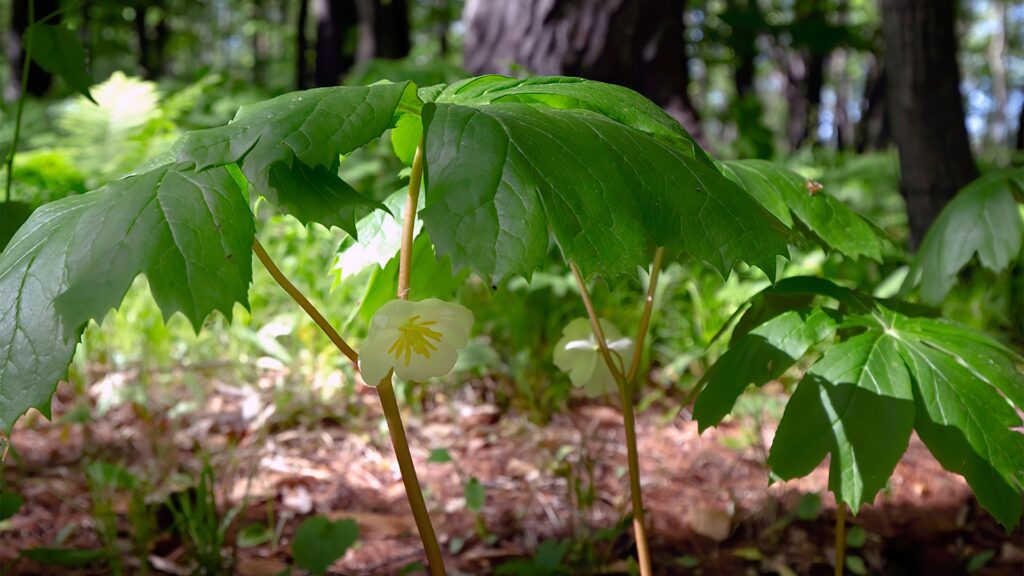 mayapple