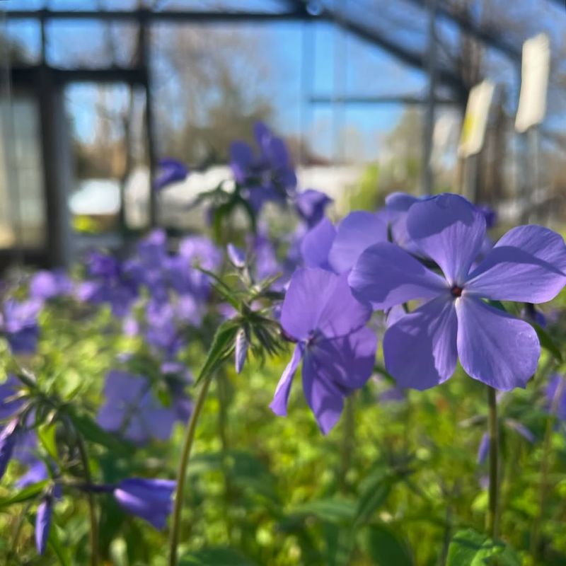 Woodland Phlox