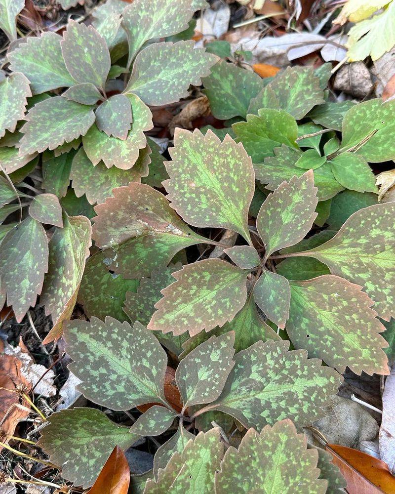 Japanese Spurge