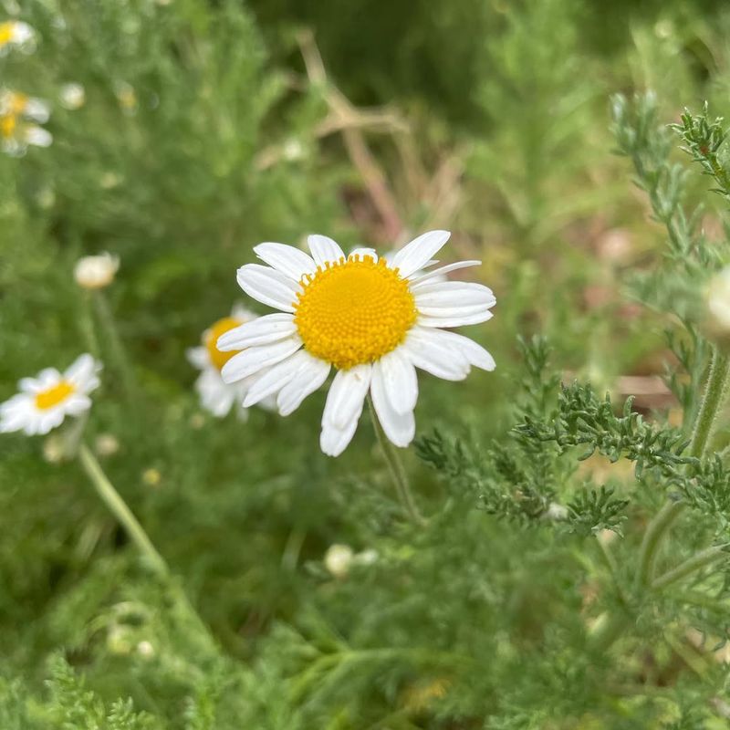 Roman Chamomile