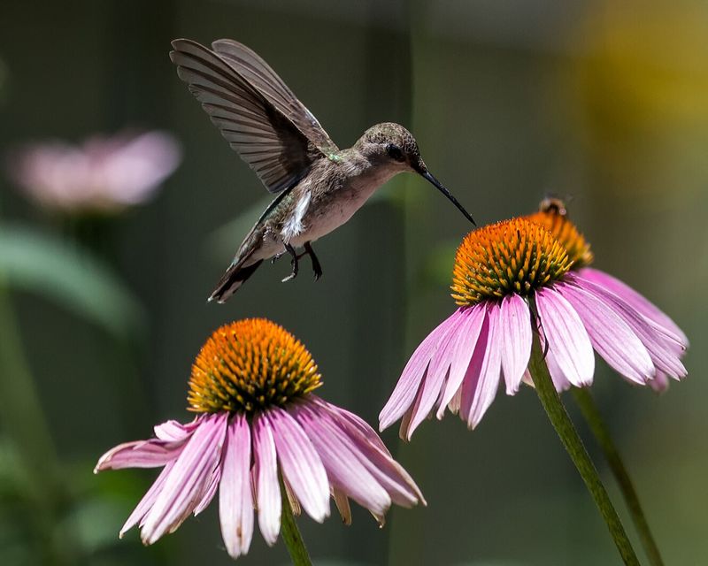 Attracts Hummingbirds