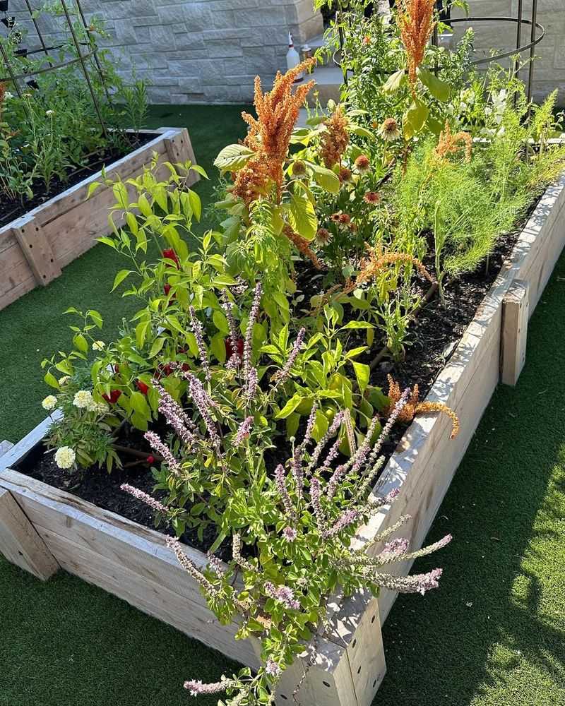 Culinary Herb and Flower Bed