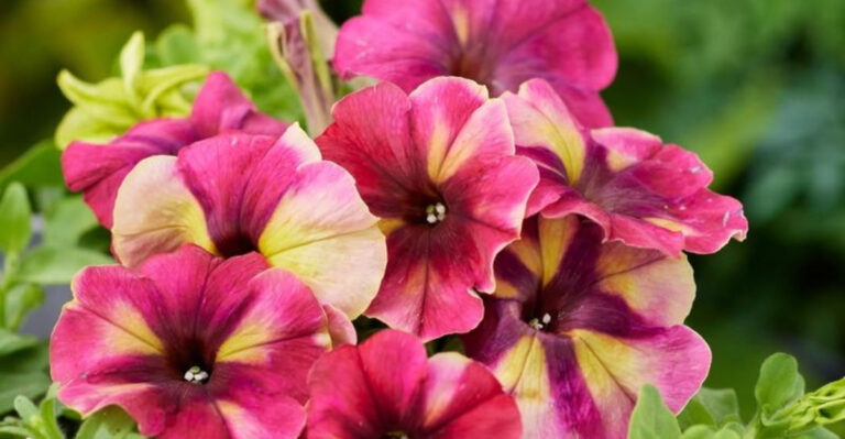 Meet The 19 All-America Selections Award-Winning Plants For 2025