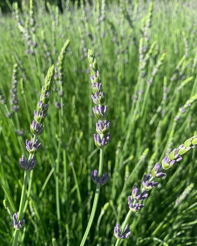 Edelweiss Lavender